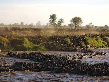 Great Migration Grumeti River
