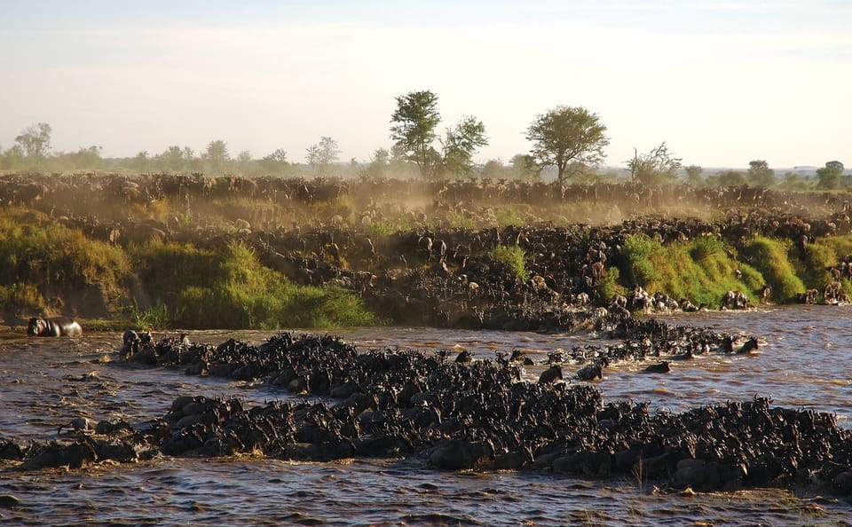 Great Migration Grumeti River