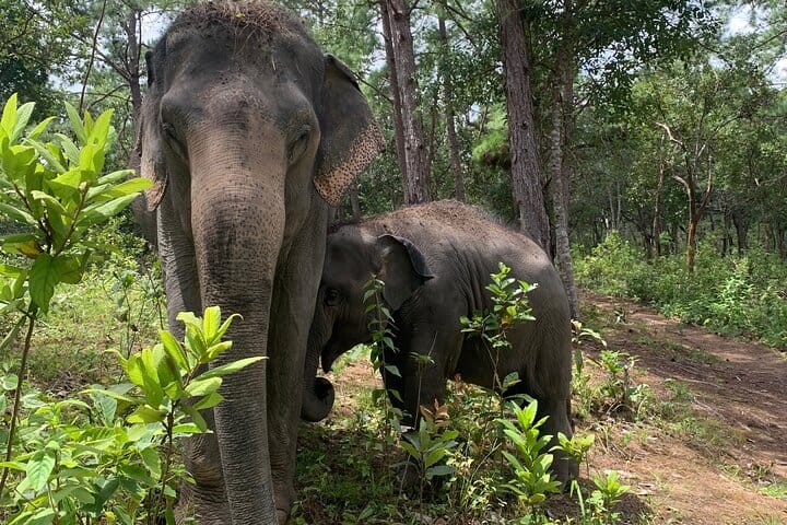 Care Pride Elephants: Full-Day Tour Experience