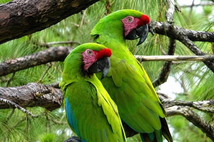 Private Macaw Birdwatching at Guacamayas Reserve with Biologist