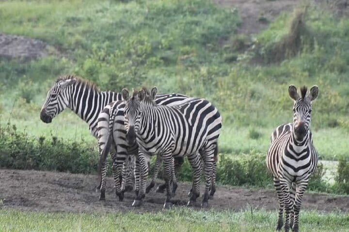 Private Day tour to Lake Mburo National Park