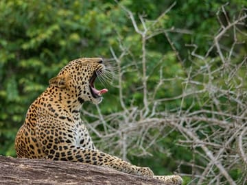 8-Day Private Tour with Train Ride, Safari & Beaches