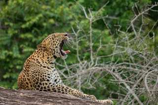 8-Day Private Tour with Train Ride, Safari & Beaches