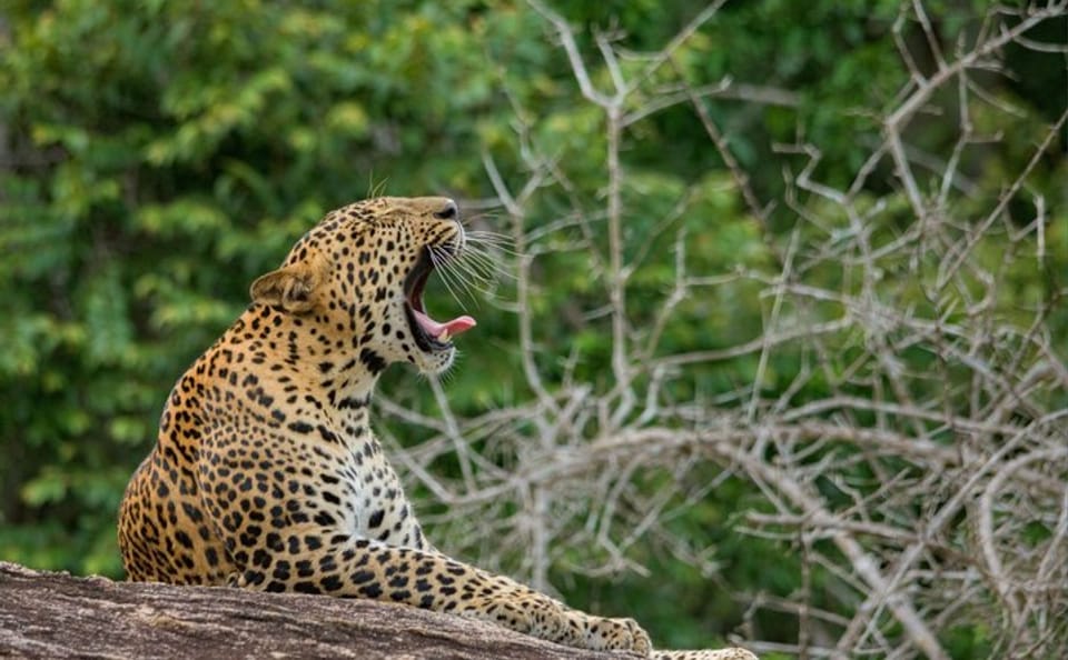 8-Day Private Tour with Train Ride, Safari & Beaches
