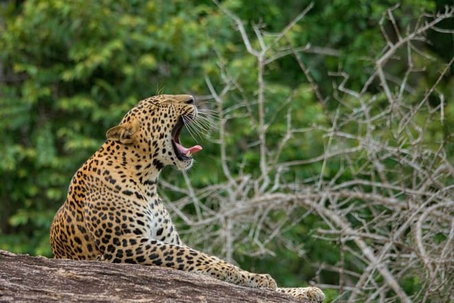 8-Day Private Tour with Train Ride, Safari & Beaches