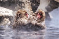 Nagano Snow Monkeys: Half Day Private Tour & Photo Gift 1