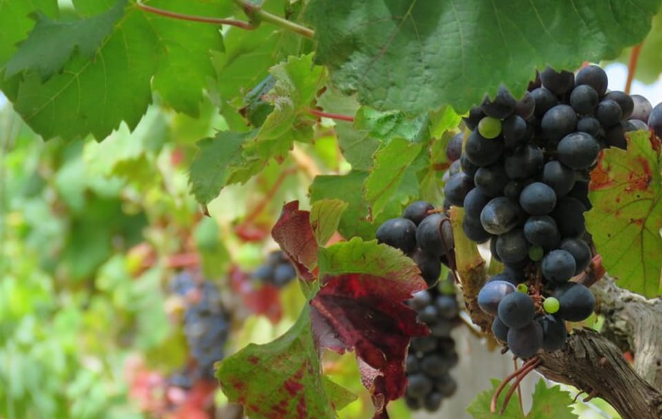 4x4 Vineyard Adventure Tour in Campanario, Portugal