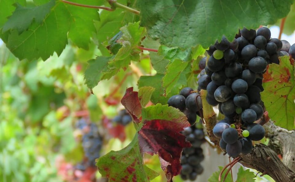 4x4 Vineyard Adventure Tour in Campanario, Portugal