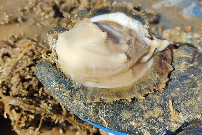 Fresh oyster directly from the sea