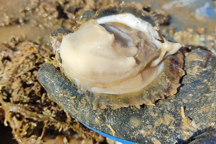 Fresh oyster directly from the sea