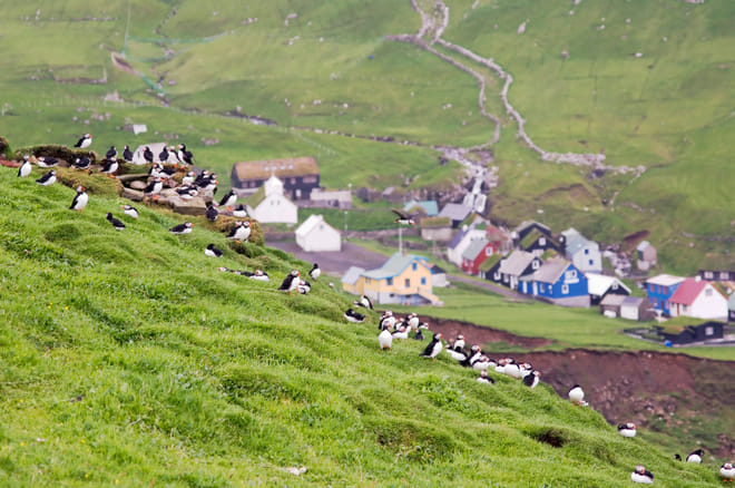 Mykines - The Puffin Island | Private Experience photo 3