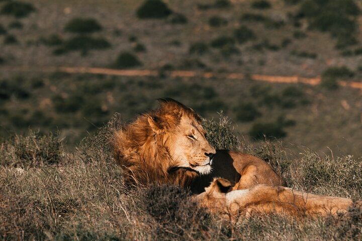 Aquila Big 5 Safari: Wildlife Adventure Experience from Cape Town