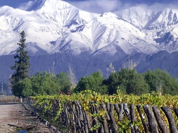 Small-Group Half-Day Wine Tour at Concha y Toro Winery