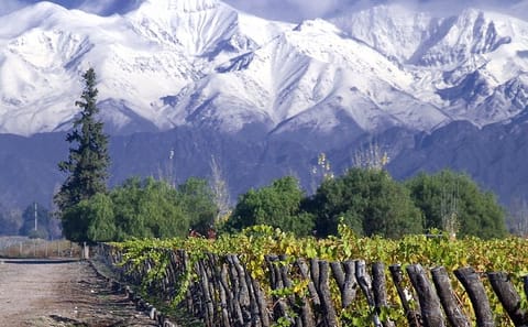 Small-Group Half-Day Wine Tour at Concha y Toro Winery