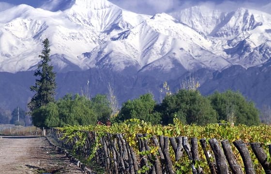 Small-Group Half Day Tour to Concha y Toro Winery