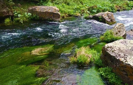 Catch of Georgia: 8 Days of Fishing Adventures