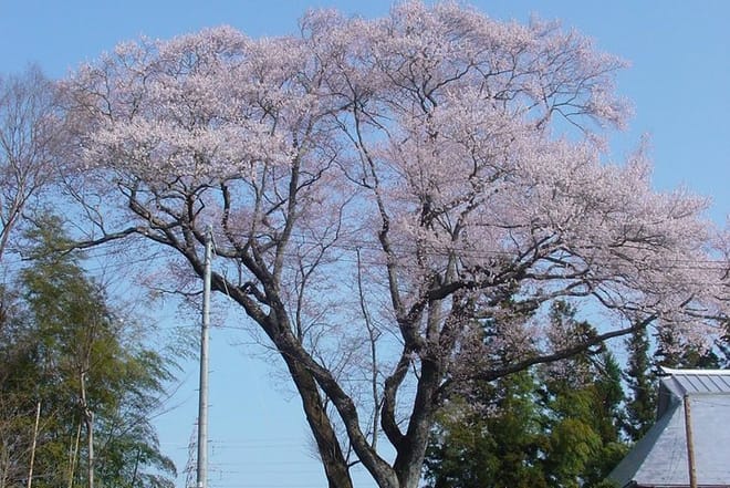 Off the Beaten Path Fukushima Nihonmatsu's Cherry Blossom Tour photo 6