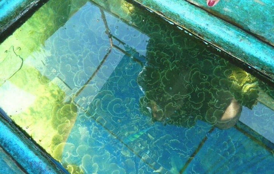 Private Glass Bottom Boat Ride in Trincomalee, Sri Lanka