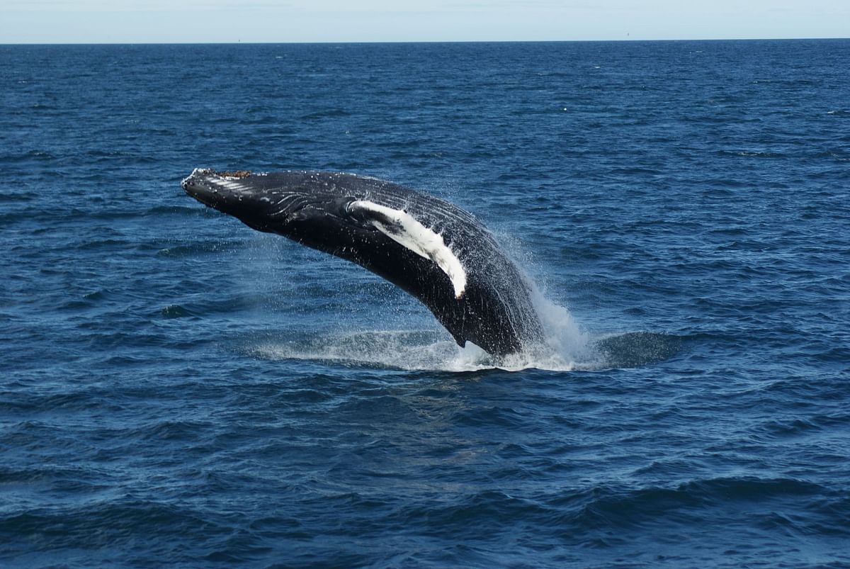 Whale Watching and Puffin Tour: Explore Iceland's Wildlife from Old Harbour in Downtown Reykjavik