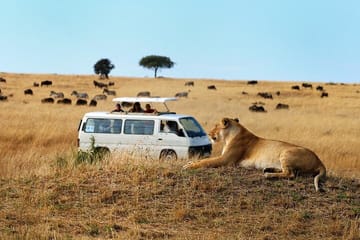 Half-Day Nairobi National Park Game Drive Guided Tour With Pick Up