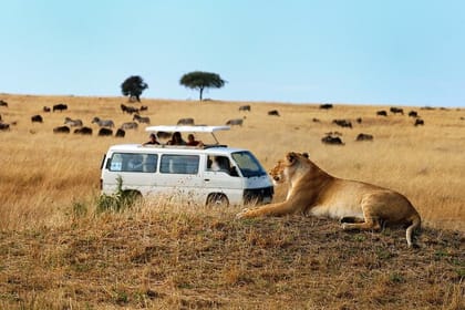 Half-Day Nairobi National Park Game Drive Guided Tour With Pick Up