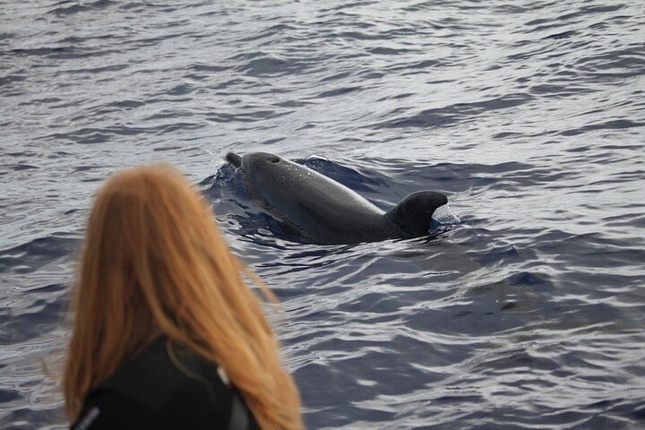 whale dolphins watching tour madeira funchal