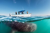 Sea of Cortez Combo: Whale Sharks, Sea Lions & Balandra Beach 6