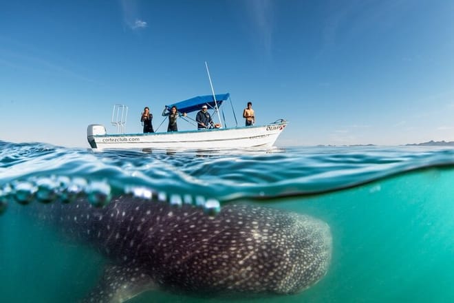 Sea of Cortez Combo: Whale Sharks, Sea Lions & Balandra Beach photo 6