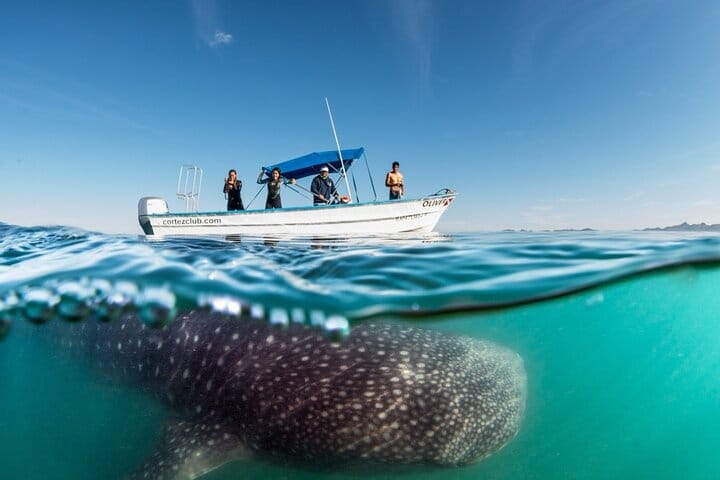 Sea of Cortez Combo: Whale Sharks, Sea Lions & Balandra Beach 6