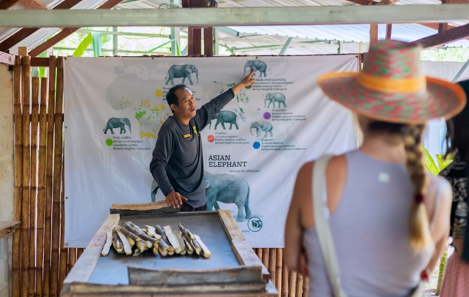 Phuket: Ethical Elephant Sanctuary Experience