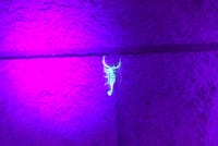 Las Vegas Night-Time Scorpion and Black Widow interactive virtual hunting  7