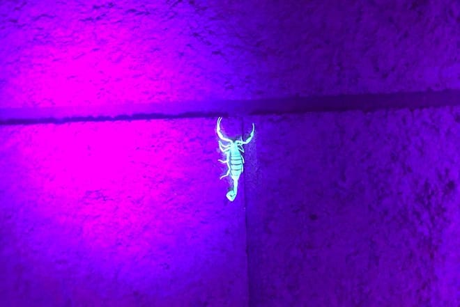 Las Vegas Night-Time Scorpion and Black Widow interactive virtual hunting  7