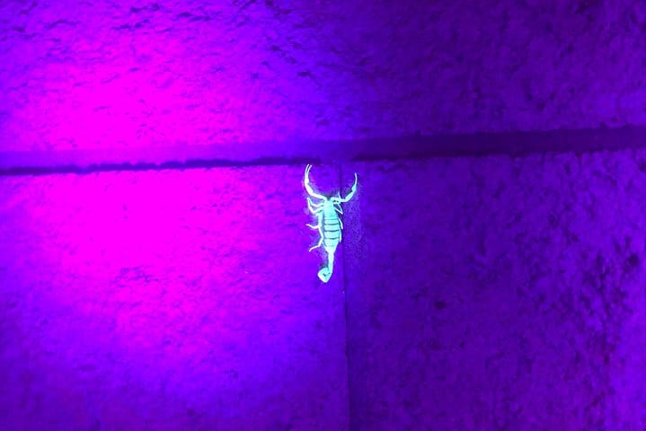 Las Vegas Night-Time Scorpion and Black Widow interactive virtual hunting  7