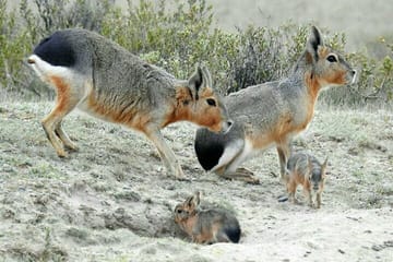 Peninsula Valdes Tour from Puerto Madryn With optional Whale Watching