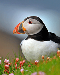 Ocean Adventures Puffin tour