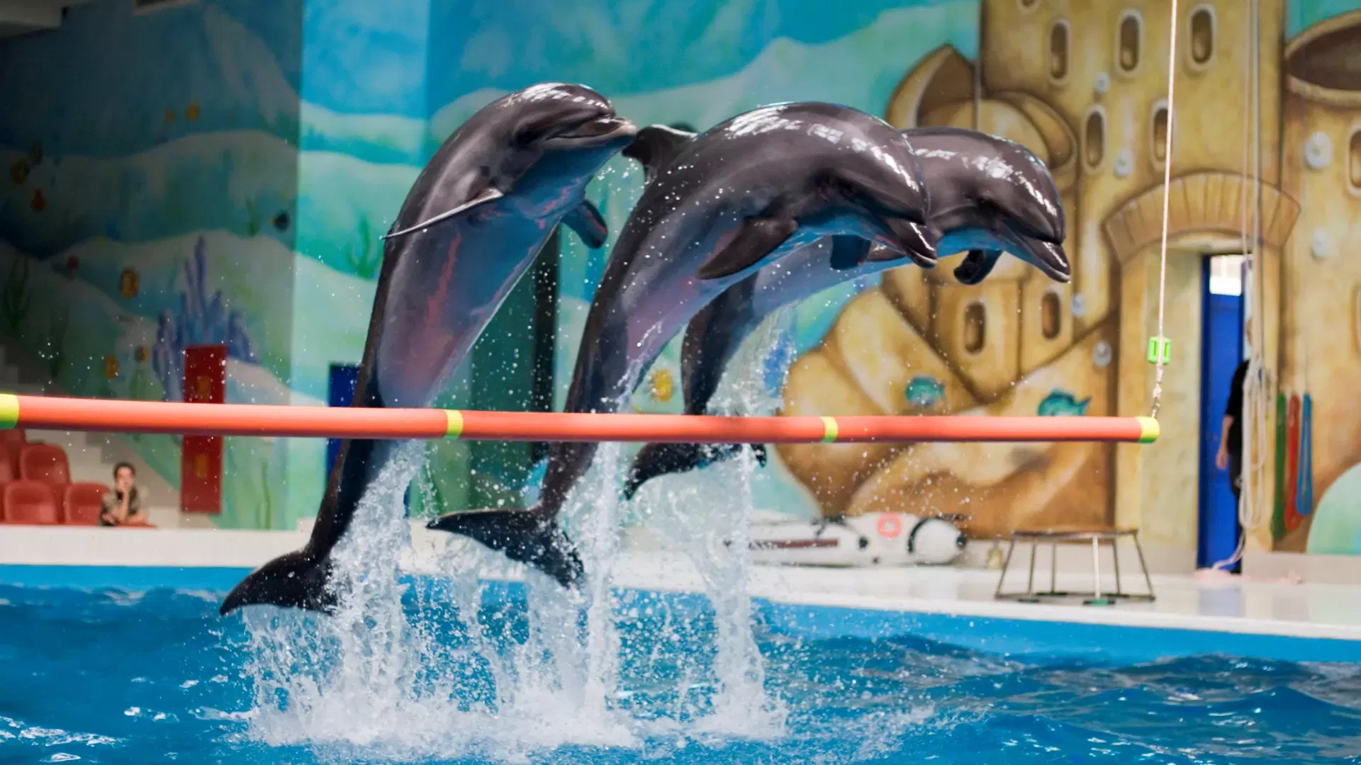 Three dolphins leap out of the pool simultaneously over an orange barrier during a show at Dubai Dolphinarium.