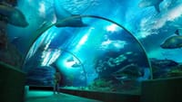 SEA LIFE Ocean World & Madame Tussauds Wax Museum Combo Ticket 1