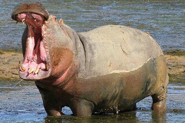  Big5 Wildlife Game Reserve Safari with wine tasting Transport 6