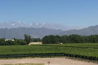 Vineyards