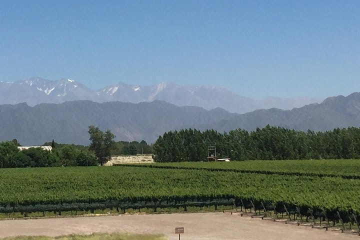 Vineyards