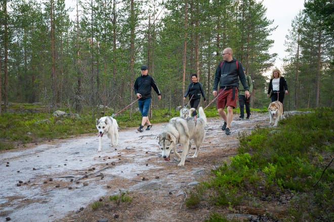 Midnight Sun Husky hiking, Husky Park, Siberian Husky, Rovaniemi Lapland