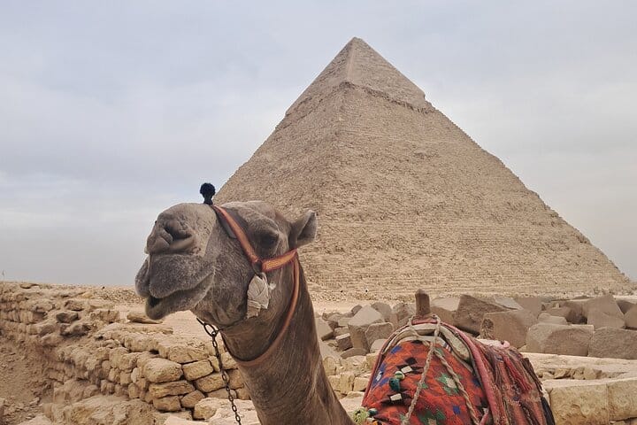Decorated camel standing near the Great Pyramid in Egypt.