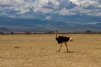 3-Day Amboseli National Park - Group Joining Safari 8