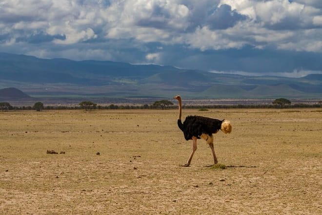 3-Day Amboseli National Park - Group Joining Safari 8