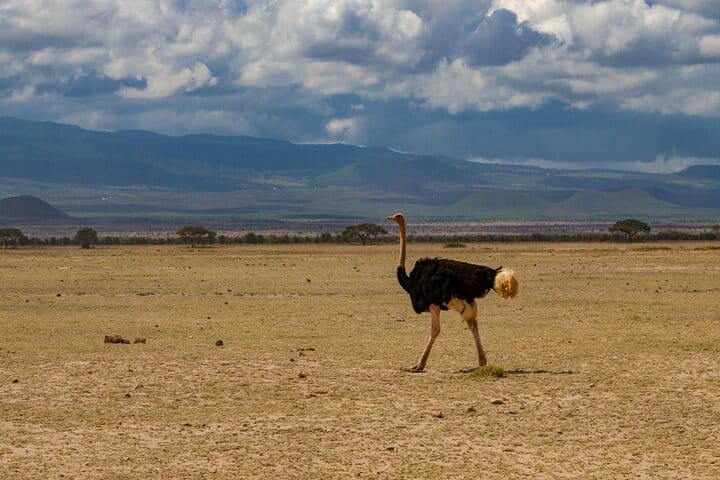 3-Day Amboseli National Park - Group Joining Safari 8