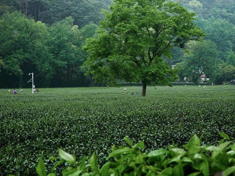Shanghai: Tea Hills, Poetry Trail & Lonely Tree Day Trip