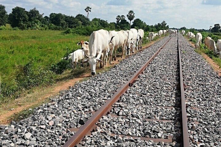 half day morning tour by Tuk-Tuk
