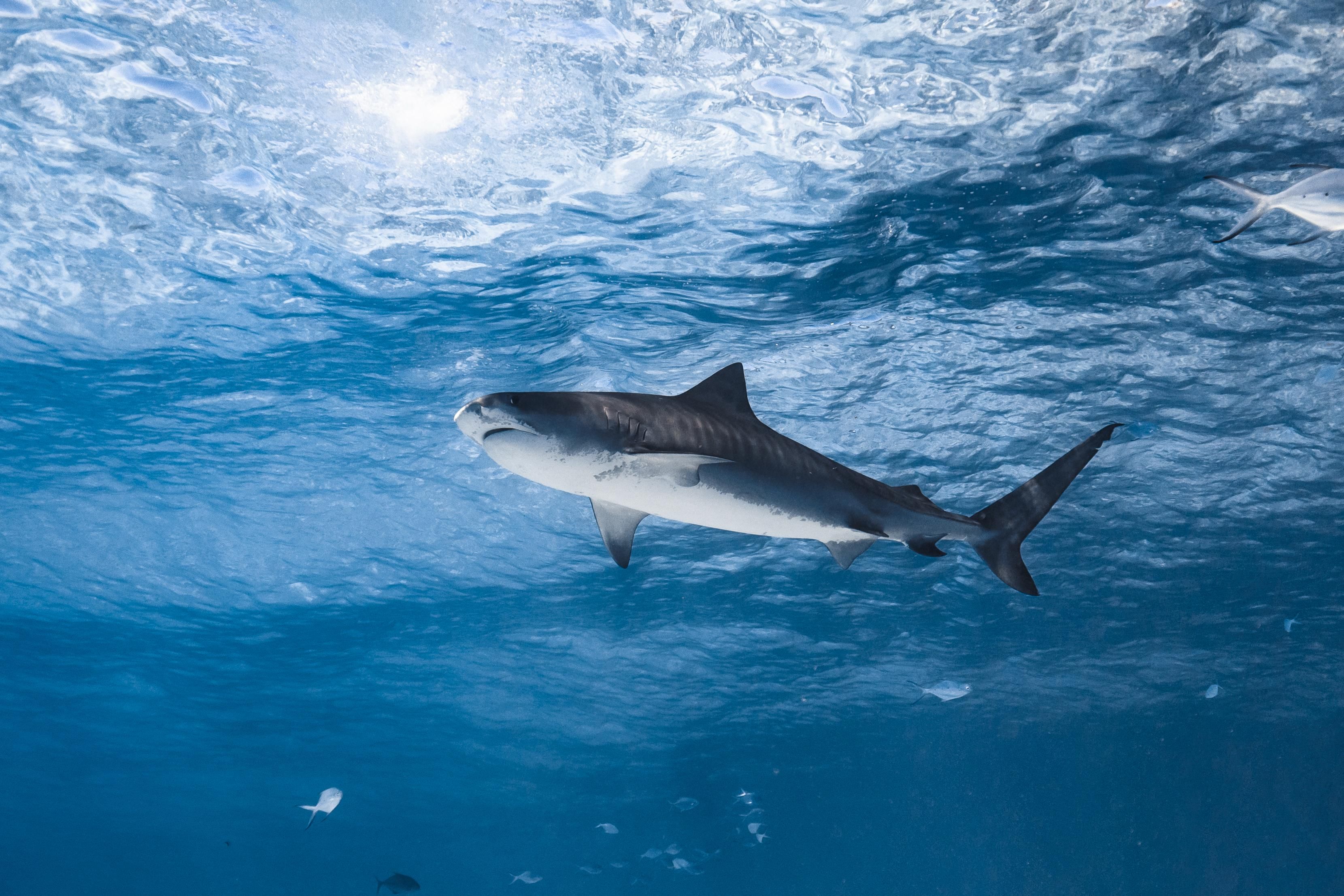 A tiger shark at Tiger Point, Fuvahmulah, captured while diving with Shark Island Dive