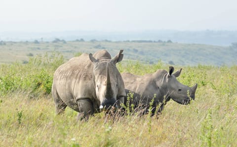 4-Day Nairobi Safari and City Exploration Tour