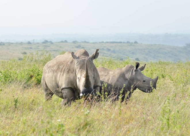 4-Day Nairobi National Park & City Safari 7